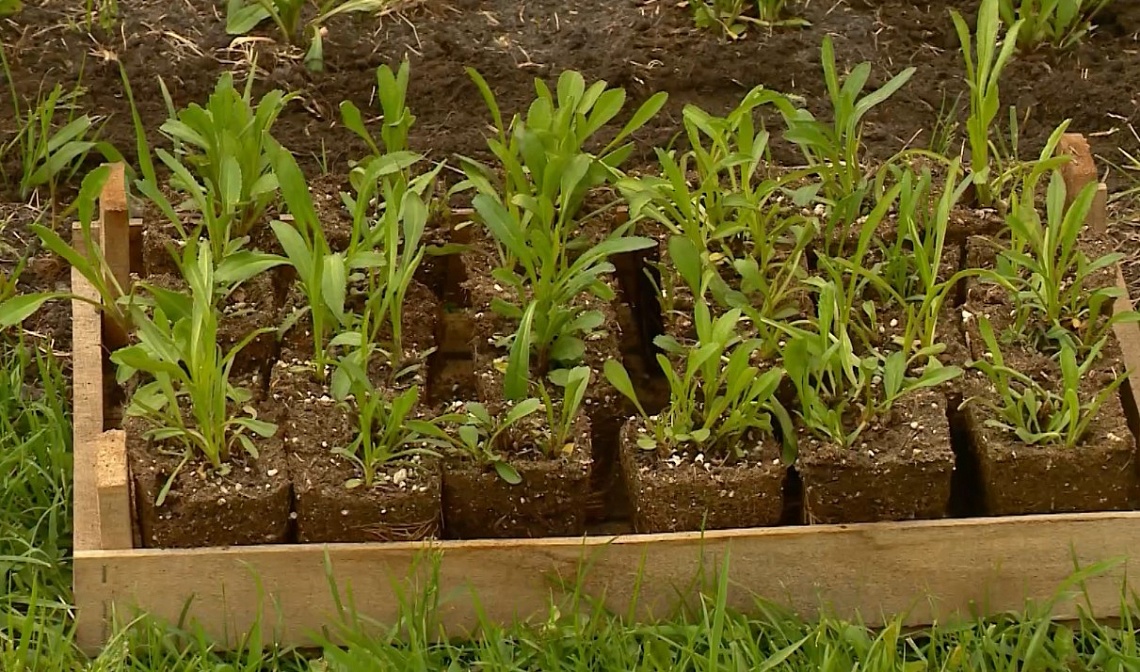 В Пензе продолжаются работы по озеленению городских улиц